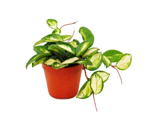 Exotenherz Zimmerpflanze Zimmerpflanze Hoya carnosa tricolor Porzellanblume Wachsblume 12cm