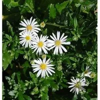 Produktbild Wild Aster Ashvi - Aster ageratoides