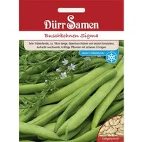 Dürr Samen Buschbohnen Sigma Saatgut