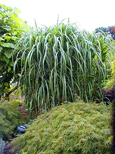 Produktbild Riesen Chinaschilf, Miscanthus giganteus – Hochwachsende Hecke