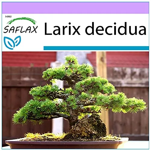 Produktbild SAFLAX