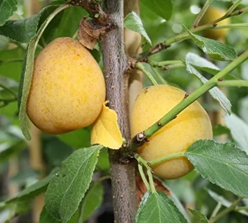 Aprimira Aprikosenmirabelle Baum 100-120 cm im 5L Topf