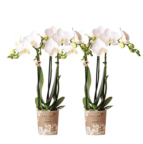 Kolibri Orchideen COMBI DEAL: 2 weiße Phalaenopsis Orchideen - Blumen & Künstliche Pflanzen - Frische Phalaenopsis Orchideen in Topfgröße Ø9cm, ideal für eine elegante Wohnraumgestaltung.