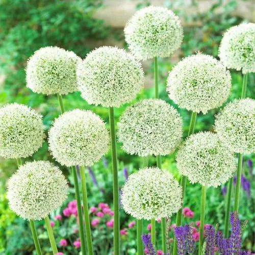Allium Zwiebeln Winterhart Mehrjährig - White Giant - 5 Blumenzwiebeln - Allium Giganteum Zwiebeln - Duftende Pflanzen aus Holland für Garten, Topf (große Knollen, kein Samen, nicht künstlich)