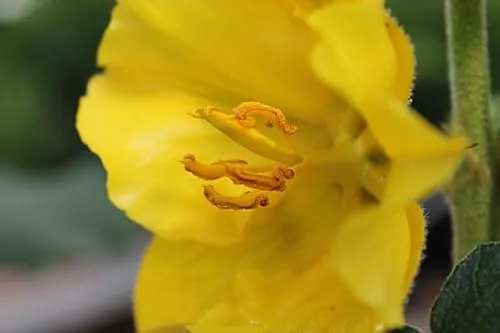 Fremontodendron californicum California Glory in gelb von Baumschule