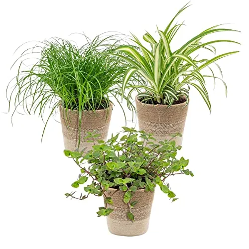 3x Haustierfreundliche Mischung inkl. Jutekorb - Haustierfreundlich - ⌀12 cm -15-25 cm