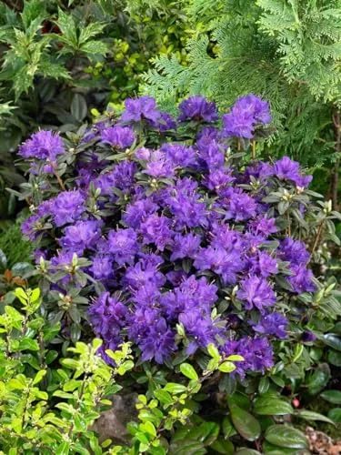 Produktbild Rhododendron Russatum Enziana Blauviolett 30–40 cm