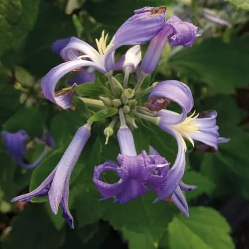 Clematis Bylinowy Cassandra 2L