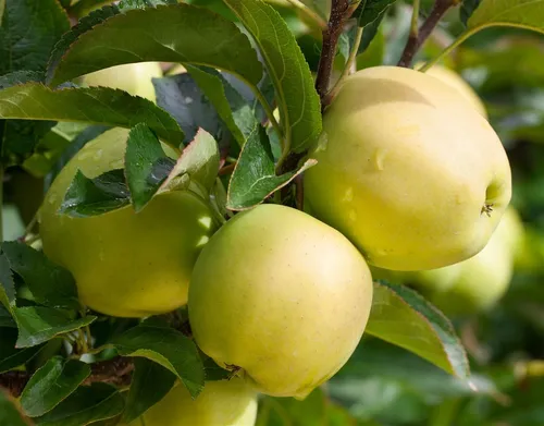 Malus Golden Delicious Apfelbaum - Saftige Äpfel für Ihren Garten - Obstbaum mit goldgelben, süß-aromatischen Früchten und zarten weißen Blüten. Pflegeleicht und winterhart, ideal für Obstgärten oder als Solitär.