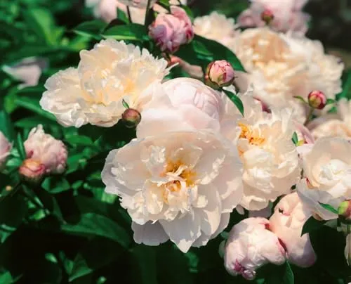 Paeonia Lactiflora Pfingstrose 'Lady Alexandra Duff' im 11x11 cm Topf - Elegante Pfingstrose mit nostalgischem Charme, große rosafarbene Blüten von Mai bis Juni. Ideal für Beete und Kübel, robust und pflegeleicht.