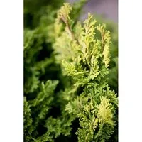 Chamaecyparis Obtusa Aurora Hinoki-Scheinzypresse Ca. 12 cm Topf