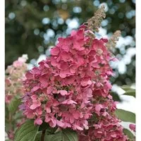 Rispenhortensie Living Pink Promise 40-60cm