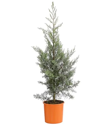 Dehner Arizona-Säulen-Zypresse Glauca, Cupressus arizonica, immergrüne Konifere, 100-120 cm exkl. Pflanztopf, 10 l Topf, Nadelgehölz