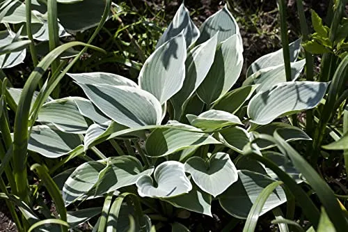 Hosta x tardiana 'El Nino' 11x11 cm Topf – Winterhart, Mehrjährig, Pflegeleicht – Blaublatt-Funkie – Staude für Schattenbeet & Kübel
