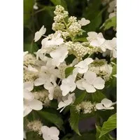 Hydrangea paniculata 'Levana' - Weiße Rispenhortensie - Wunderschöne Rispenhortensie mit großen weißen Blüten, bienenfreundlich und winterhart bis -20 °C. Ideal für Rabatten und halbschattige bis sonnige Standorte, pflegeleicht und anpassungsfähig.