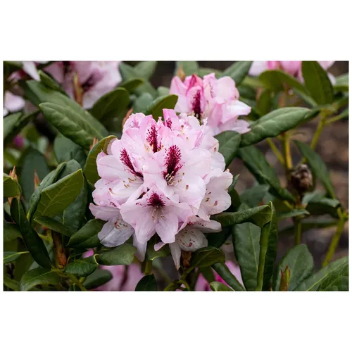 Rhododendron Hybr. 'Herbstfreude' – Späte Blühpflanze