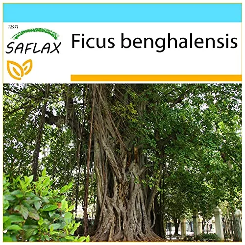 SAFLAX - Geschenk Set - Bengalische Würgefeige - 20 Samen - Mit Geschenk- / Versandbox, Versandaufkleber, Geschenkkarte und Anzuchtsubstrat - Ficus benghalensis