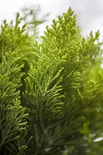 Chamaecyparis lawsoniana Alumigold - Gelbe Scheinzypresse - Ziergehölze: Die kompaktwachsende Gelbe Scheinzypresse bringt mit ihrem leuchtend goldgelben Laub Farbe in jeden Garten und ist pflegeleicht, ideal für Gartenanfänger.