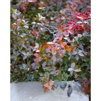Euonymus Fortunei Coloratus Kriechspindel Ca. 9x9 cm Topf