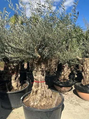 Olivenbaum zwischen Höhe ca.: 200cm - 250cm XXL 100 Jahre Alter schöner knorriger Stamm Olea Europaea