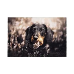 Otto-Golze & Söhne GmbH ASTRA Deco Print Motiv-Fußmatte, strapazierfähig, ca. 40 × 60 cm, Fotorealistische Sauberlaufmatte mit rutschfester Rückenbeschichtung, Motiv: Dackel D.106 C.999