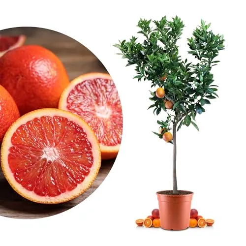 Blutorangenbaum Sanguinello Grande in rot von Meine Orangerie