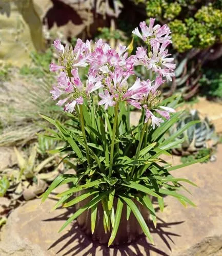 BALDUR Garten Agapanthus 'Pink Blush' - Fabelhafte Neuzüchtung mit rosa Blüten - Blumensamen & -pflanzen, Pflegeleicht und hitze-trockenheitstolerant, ideal für Beete und Kübel.