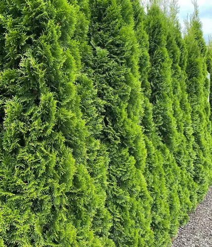 Dehner Hecken Thuja Lebensbaum Smaragd – 15 Pflanzen für 5 m Hecke - Immergrüne Zypresse für Sichtschutz, ideal für sonnige bis halbschattige Standorte. Robust und aufrecht wachsend, perfekt für Gartenliebhaber.