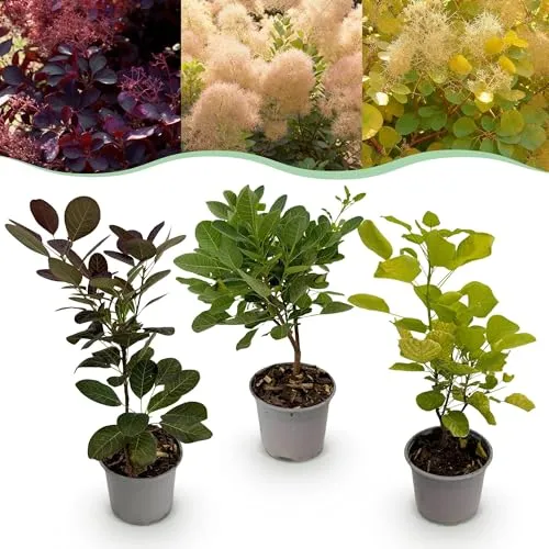 GreenboutiQ