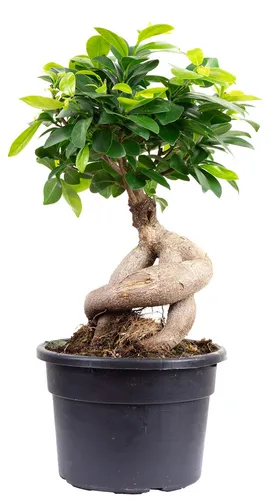 Produktbild Value Greens Chinesische Feige Bonsai-Style mit Ficus Ginseng