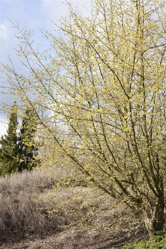 Produktbild Cornus mas