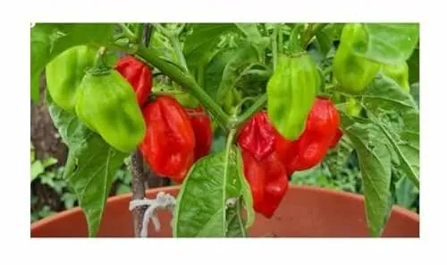 Stk - 10x India Habanero Red 500.000 Scoville Chili Gemüse Pflanzen - Samen A141 - Seeds & Plants Shop by Ipsa
