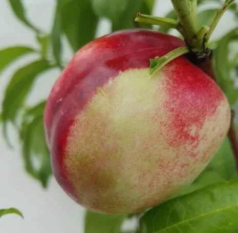 Bäume Rot von ARTland