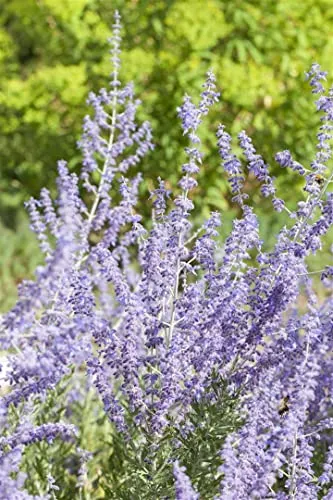 Perovskia atriplicifolia 'Little Spire' 40–60 cm – Winterhart, Mehrjährig, Pflegeleicht – Blauraute – Staude für Beet & Kübel