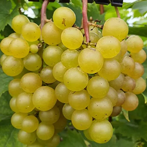 Weinrebe Refrain 2L Pflanze für Anfänger und professionelle Gärtner - Ideal für Kleingarten, Garten - Schöne Pflanze mit ungewöhnlichen Blüten - Genießen Sie jeden Tag ihre Farben