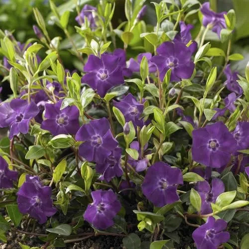 Vinca minor 'Atropurpurea' – 48 Pflanzen – 10-25cm – Ø9cm – Bodendecker – Lila Blüten – Sonnig & Schattig – Pflegeleicht & Winterhart