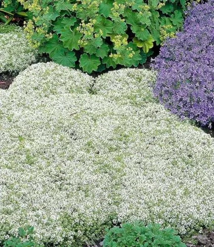 BALDUR Garten Winterharter Weißer Polsterthymian im 9x9 cm-Topf - Mehrjährige, blühende Staude mit geringem Pflegeaufwand. Ideal für sonnige bis halbschattige Standorte. Bienenfreundlich und winterhart.