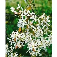 Felsenbirne 'Robin Hill' - Amelanchier alnifolia - Ziergehölz mit zarten, weißen Blüten und essbaren Früchten, ideal für naturnahe Gärten. Pflegeleicht, winterhart und bienenfreundlich.