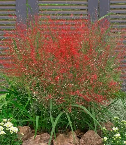 BALDUR Garten Rotes Liebesgras - Mehrjährig & Pflegeleicht, 9 St. - Das Rote Liebesgras bringt von Juli bis Oktober leuchtende Blüten in Ihren Garten. Es ist winterhart, kompakt und ideal für Einzelstellungen oder Kübelpflanzen. Geringer Wasserbedarf und hohe Zierwirkung machen es perfekt für jedes Staudenbeet.