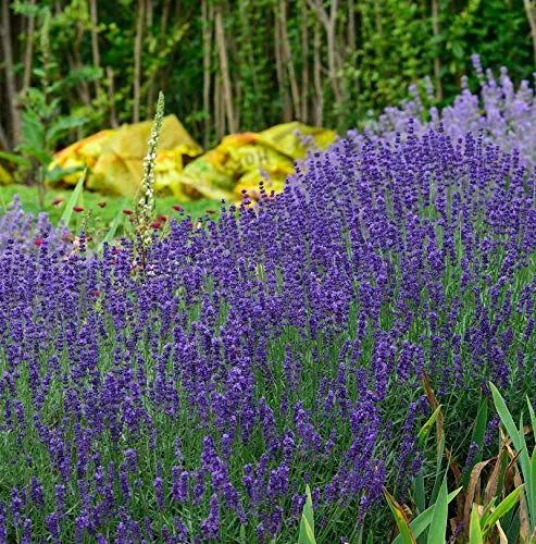 Produktbild Echter Lavendel Hidcote Blue