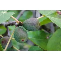 Ficus Carica Firoma Feigenbaum 40–60 Cm - Beerensträucher mit süßen, essbaren Früchten von August bis Oktober. Ideal für sonnige Standorte und pflegeleicht, winterhart in milden Regionen. Wuchshöhe bis 300 cm.