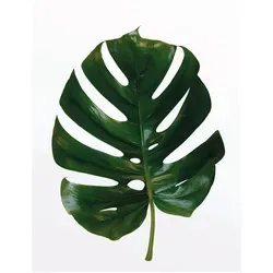 Komar Wandbild Monstera Leaf 40 x 50 cm von Komar