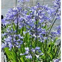 Produktbild Liebesblume Schmucklilie Headbourne