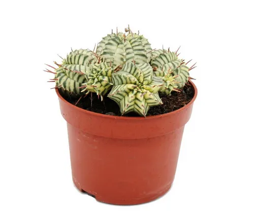 Exotenherz Kaktus Euphorbia meloformis variegata - Zimmerpflanzen mit einzigartiger panaschierter Kugelform, ein Blickfang für jedes Zuhause.