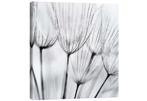 Posterlounge Poster Editors Choice, Pusteblumen in Schwarz/Weiß, Wohnzimmer Fotografie