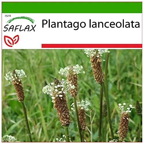 SAFLAX - Heilpflanzen - Spitzwegerich - 100 Samen - Mit keimfreiem Anzuchtsubstrat - Plantago lanceolata