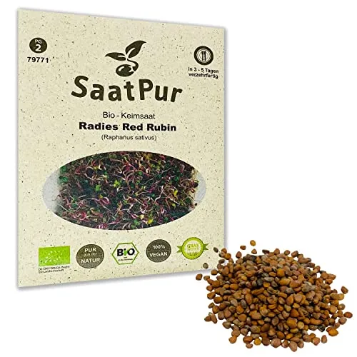 Radies Red Rubin BIO Keimsprossen von SaatPur - Keimsaat Sprossen Samen Microgreens - 30g