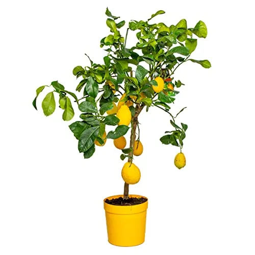 Bloomique - Citrus Limon - Zitrone - Zitronenbaum - Zitrusbaum - Obstbaum - Gartenpflanzen - 60-80 cm Hoch - Topf 21 cm