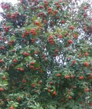 Echte Mehlbeere von Baumschule