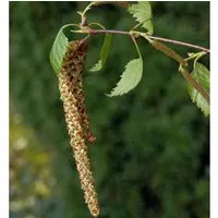Produktbild Sand Birke 100-125cm - Betula pendula